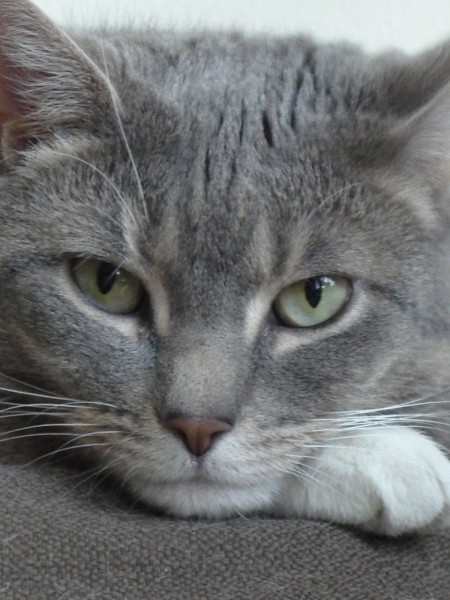 gray tabby cat with white paws