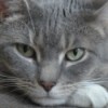 Closeup of grey tabby with green eyes.