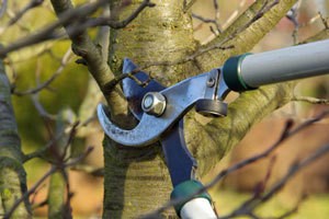 Pruning Sheers