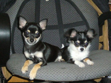 Two Chihuahuas on chair.