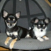Two Chihuahuas on chair.