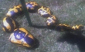 Rocks painted to look like a snake.