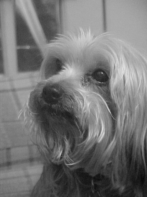 Closeup black and white photo of Hershey.