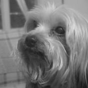 Closeup black and white photo of Hershey.