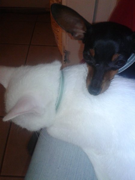 White cat with dog's chin resting on its shoulders.