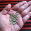 Fennel seeds to help bloating