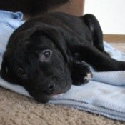 Puppy laying on towel.