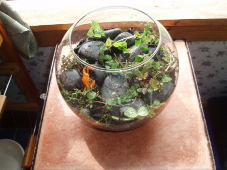 Herb terrarium in a fish bowl