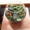 Herb terrarium in a fish bowl