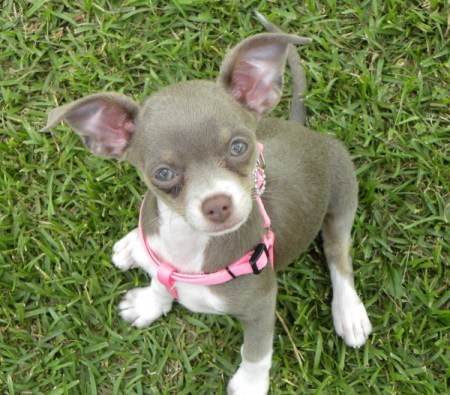 Chloe (Chihuahua)