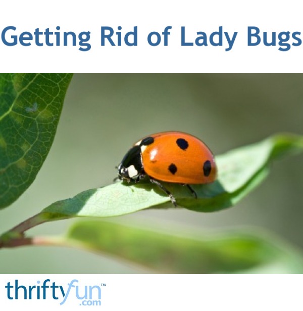 Getting Rid Of Lady Bugs Thriftyfun