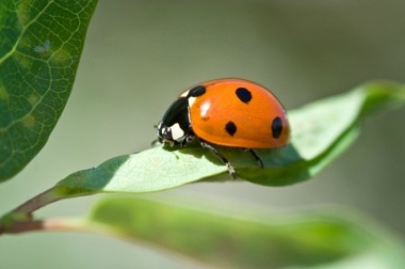 Getting Rid of Lady Bugs