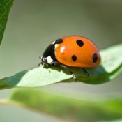 Getting Rid of Lady Bugs
