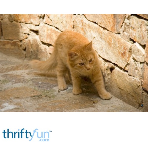 Dealing With Stray Cats ThriftyFun