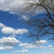 A blue summer sky with white clouds and a tree.