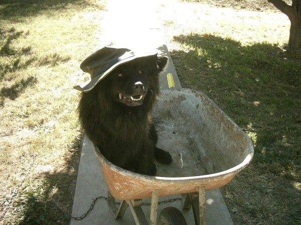Vader in a wheelbarrow wearing a hat.