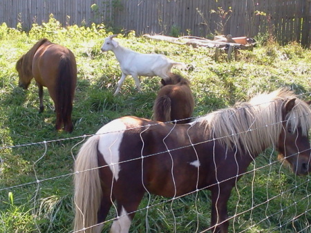 Two adult ponies, Sadie, and a white goat.