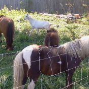 Two adult ponies, Sadie, and a white goat.