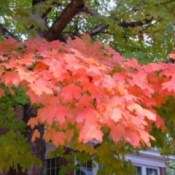 Brilliant fall leaves on a maple tree