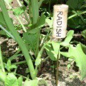 Cork Plant Marker