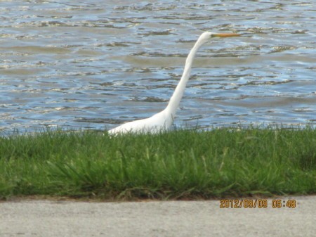 Egret standing on edge of pond.