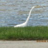 Egret standing on edge of pond.