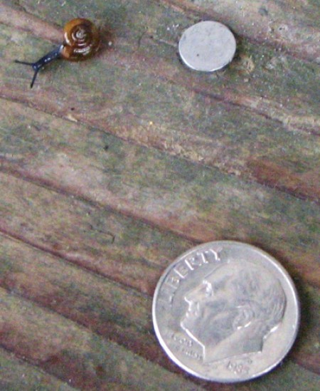 A small snail next to a dime.