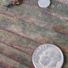 A small snail next to a dime.