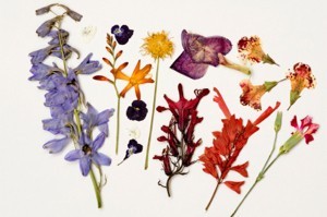 Potpourri on White Background