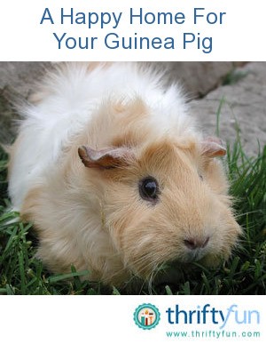 Caring For Pet Guinea Pigs | ThriftyFun