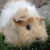 A tan and white guinea pig.