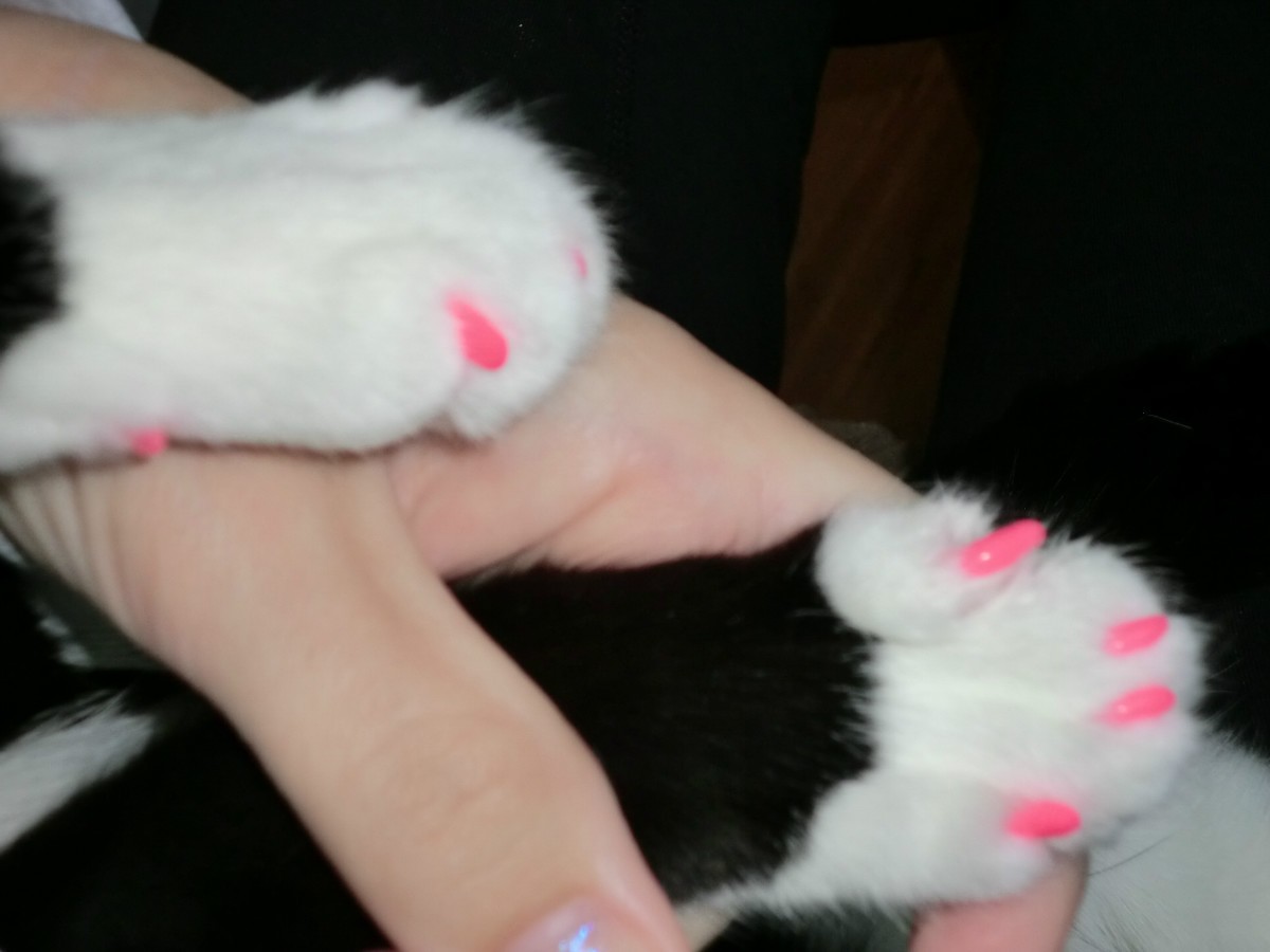 Using Nail Caps on Cats ThriftyFun