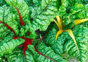 Swiss chard leaves