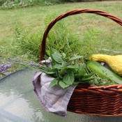 A basket of late summer vegetables and herbs from the garden.