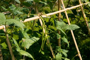 Drought Tolerant Vegetables