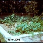 Garden with Race Track Straw in June