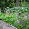 Vegetable Garden Grown in Pots