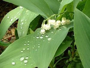 Lily of the valley care tips