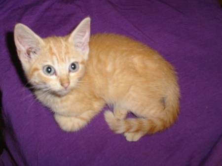 Orange tabby kitten on purple background.