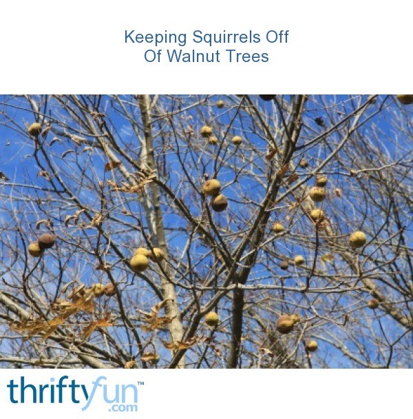 Keeping Squirrels Off Of Walnut Trees? ThriftyFun