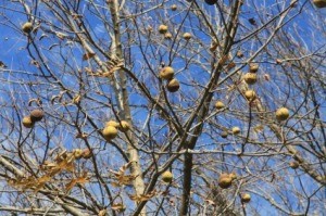 Black Walnut Tree