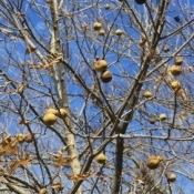 Black Walnut Tree