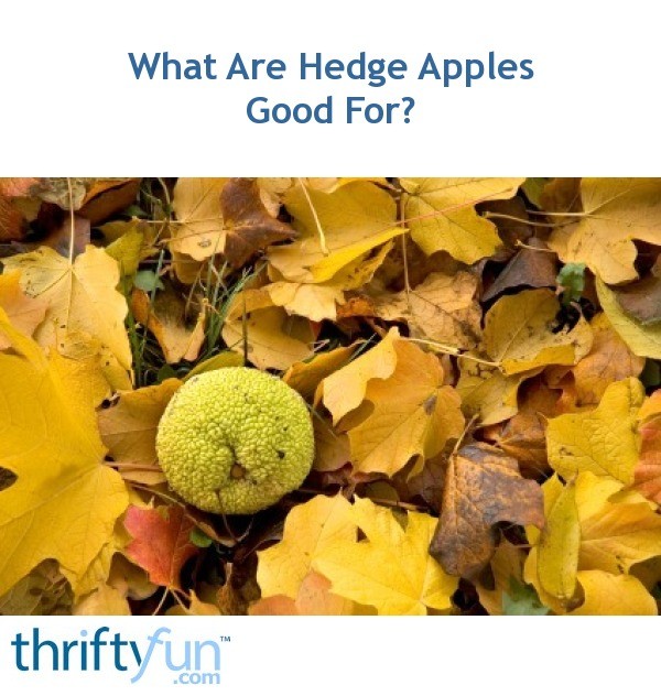 hedge apples