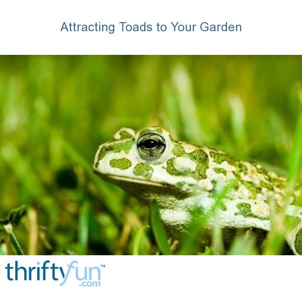 Attracting Toads to Your Garden | ThriftyFun