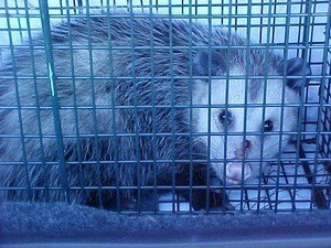 Opossum in a Cage