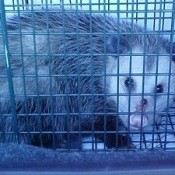 Opossum in a Cage