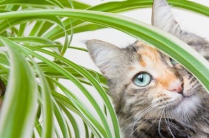 A cat in a house plant.