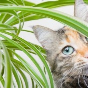 A cat in a house plant.