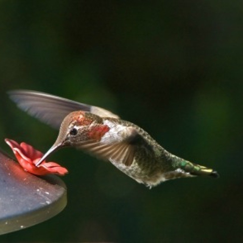 Cleaning A Hummingbird Feeder Thriftyfun