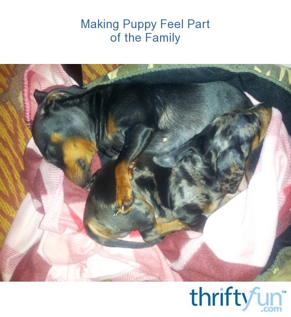 Making Puppy Feel Part of the Family? ThriftyFun